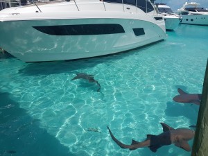      swim with the sharks Compas Cay Exuma Bahamas         